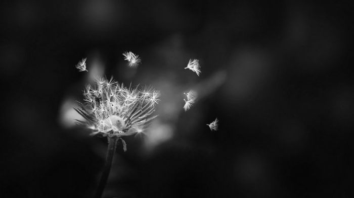 Zəhra... - Elşad BARAT - hekayə Zəhra... - Elşad BARAT - hekayə