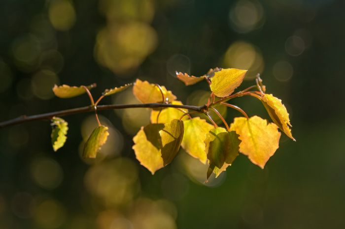 Gənclik ömrün yaz çağıdır, qocalıqsa qış yuxusu... - Xalidə Hicran SEYİDOVA Gənclik ömrün yaz çağıdır, qocalıqsa qış yuxusu... - Xalidə Hicran SEYİDOVA