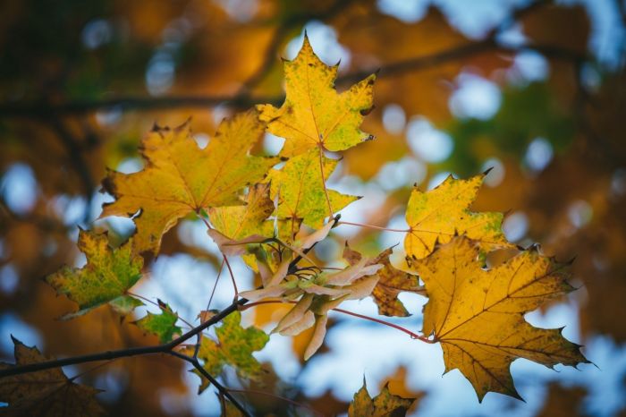 ...Heç bilmirəm ömrümün neçənci payızıydı... - Səhər Əhmədin şeiri ...Heç bilmirəm ömrümün neçənci payızıydı... - Səhər Əhmədin şeiri