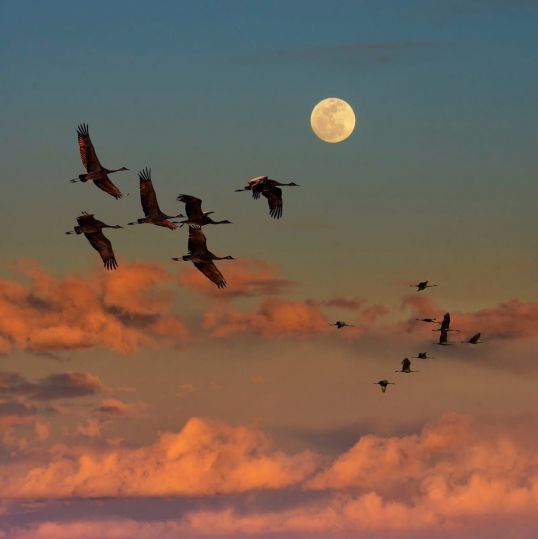 Gecə durnalar uçar - səslərində qəm, kədər... - Adil Rəsulun şeirləri Gecə durnalar uçar - səslərində qəm, kədər... - Adil Rəsulun şeirləri